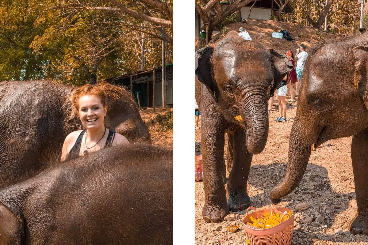 elephants eating pumpkin after a swim in the river in chiang mai