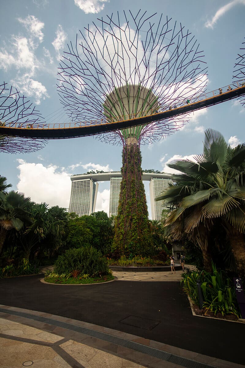 supertree grove and marina bay sands gardens by the bay singapore