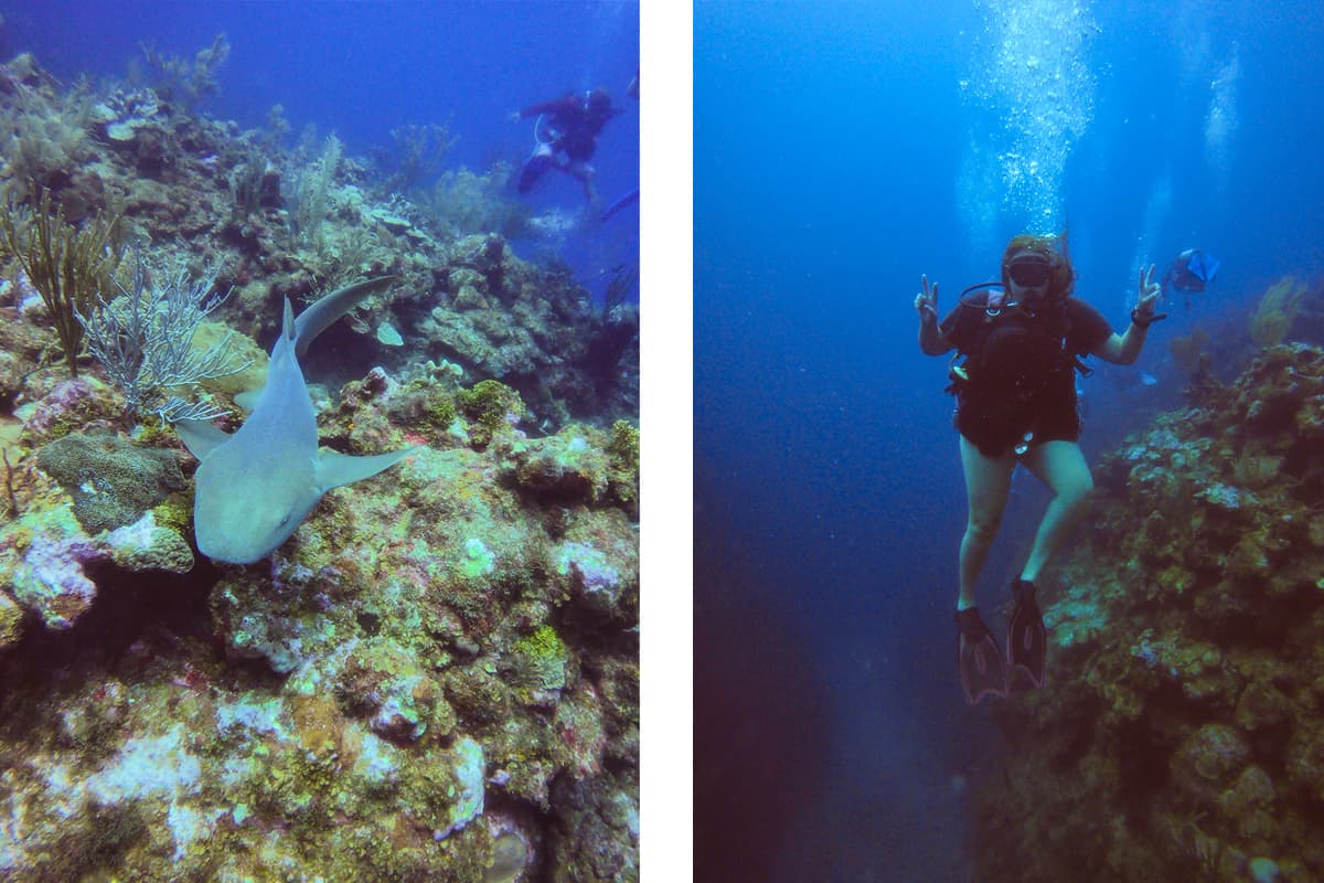 a friendly nurse shark which followed us around like a puppy while diving from san pedro belize