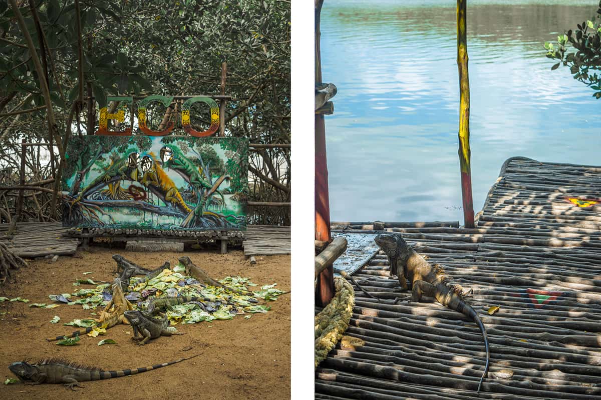 checking out the local iguanas having breakfast at the iguana sanctuary