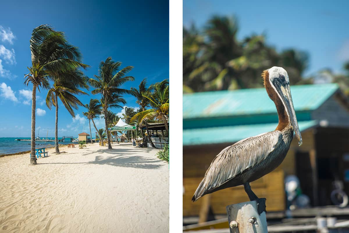 the white sandy beaches outside my hostel in ambergris caye // a pelican relaxing on the beachfront