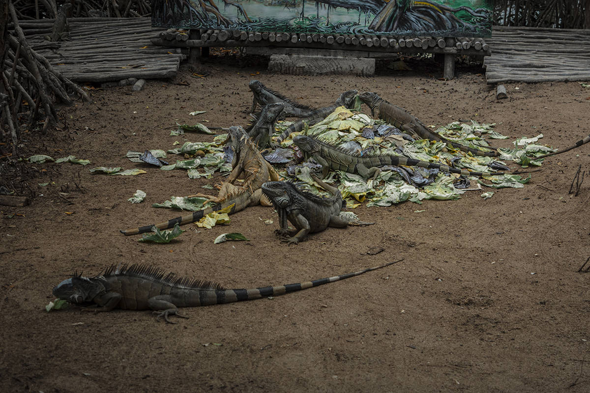 being greeted at iguana eco sanctuary by a bunch of iguanas having their breakfast