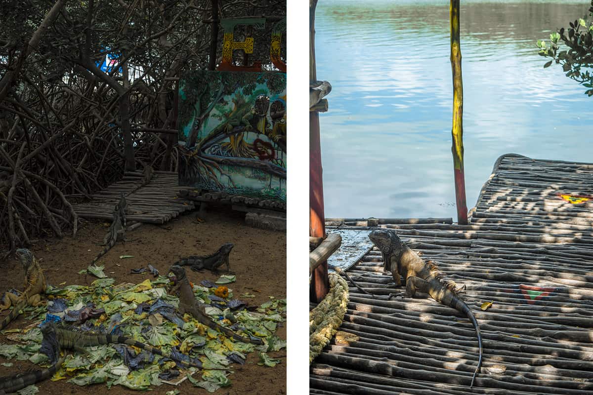 iguanas enjoying a meal under the mangroves // an iguana hanging out on the pier