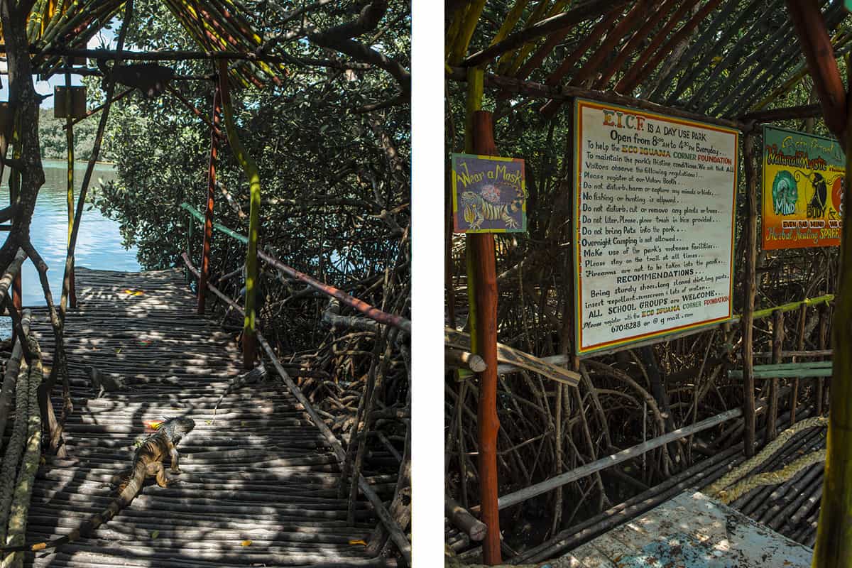 a lone iguana hanging out on the pier // the rules at the iguana eco sanctuary