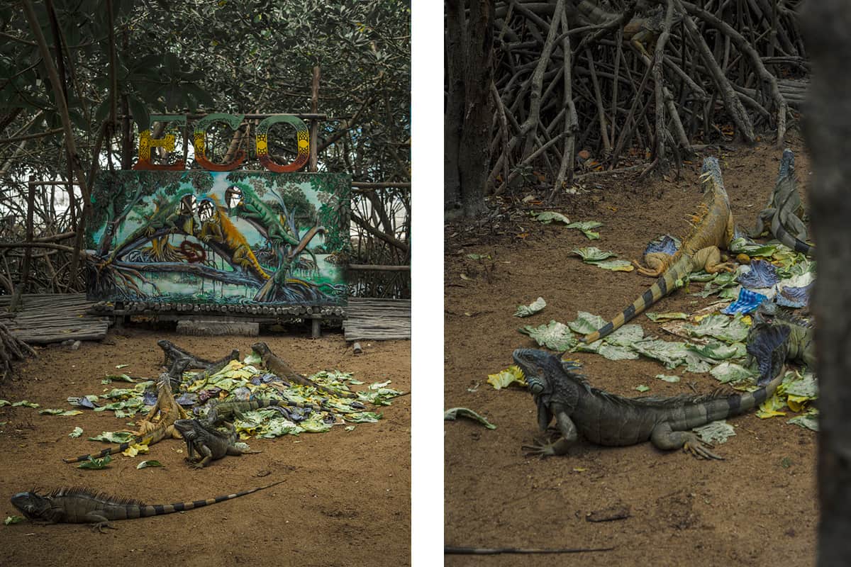 visiting in the morning is a great option as this is when the iguanas will be having their breakfast