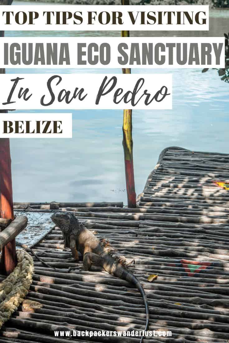 Come check out all you need to know on the Iguana Eco Sanctuary in San Pedro, Ambergris Caye. I will tell you everything about visiting including how to get there, entry fees, what to expect, and whether it is ethical. 