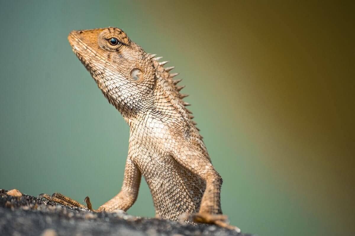 small lizard around hue