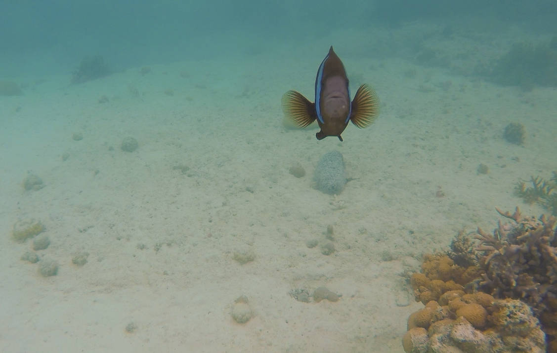 a cheeky little fish curious by my go pro at the natural aquarium