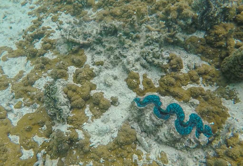 a beautiful giant calm inside the natural pool at the isle of pines