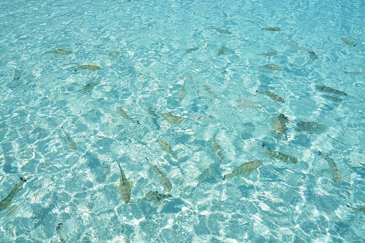 a school of small fish in the beautiful water of the isle of pines natural pool