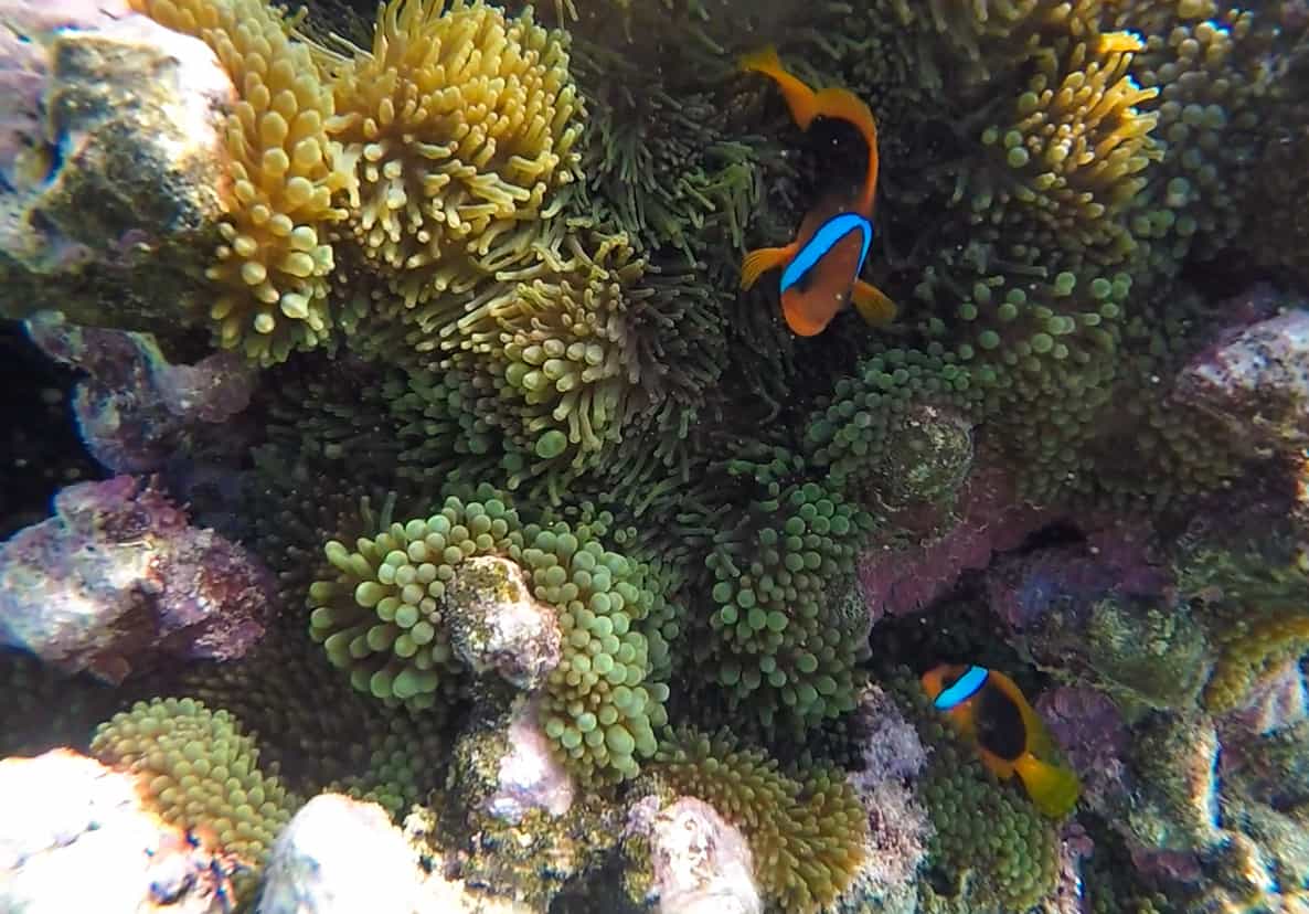 a couple clown fish in their anemone at jinek bay marine reserve