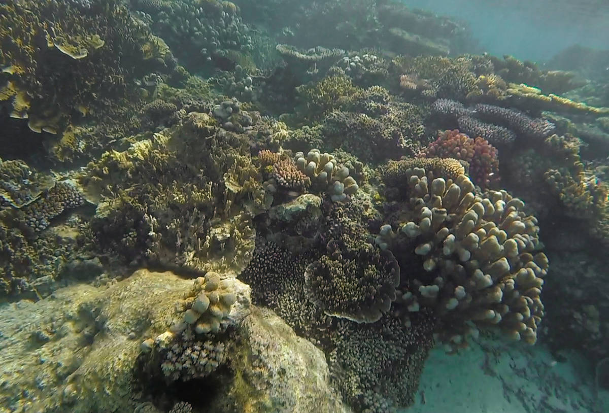 colorful corals hiding under the surface at jinek bay marine reserve in lifou