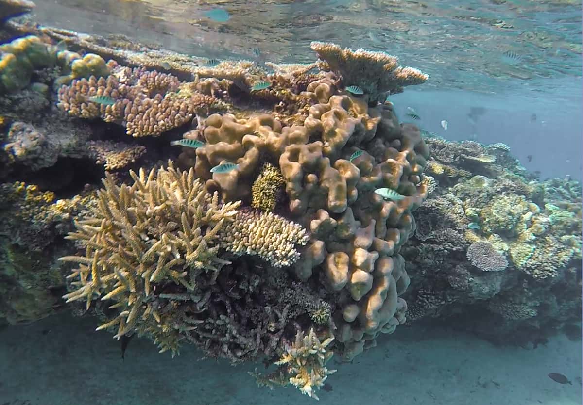 as you can see the corals are quite high to the surface so the channels between them create the snorkeling path