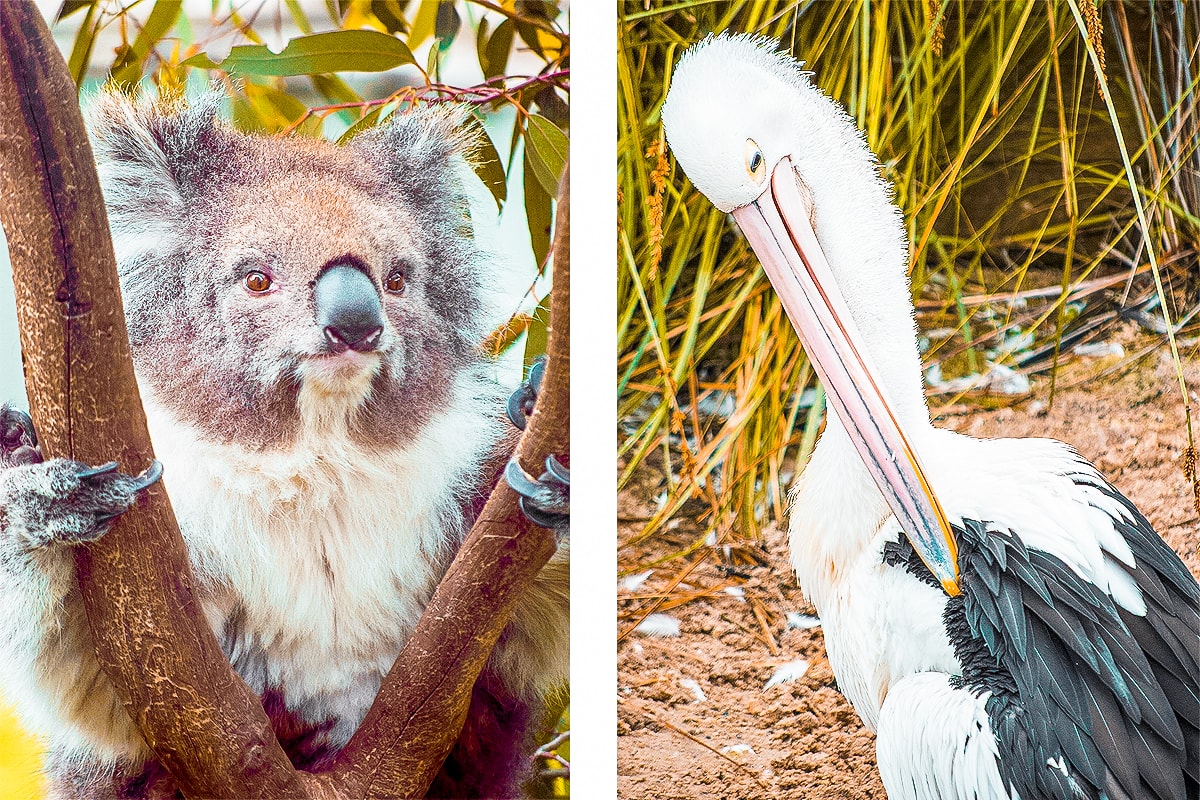 A Day Exploring Melbourne Zoo | Australia's native animals| Backpacking Australia | Traveling Melbourne| What to do Melbourne | Koalas | How to get to Melbourne Zoo | Backpackers Wanderlust