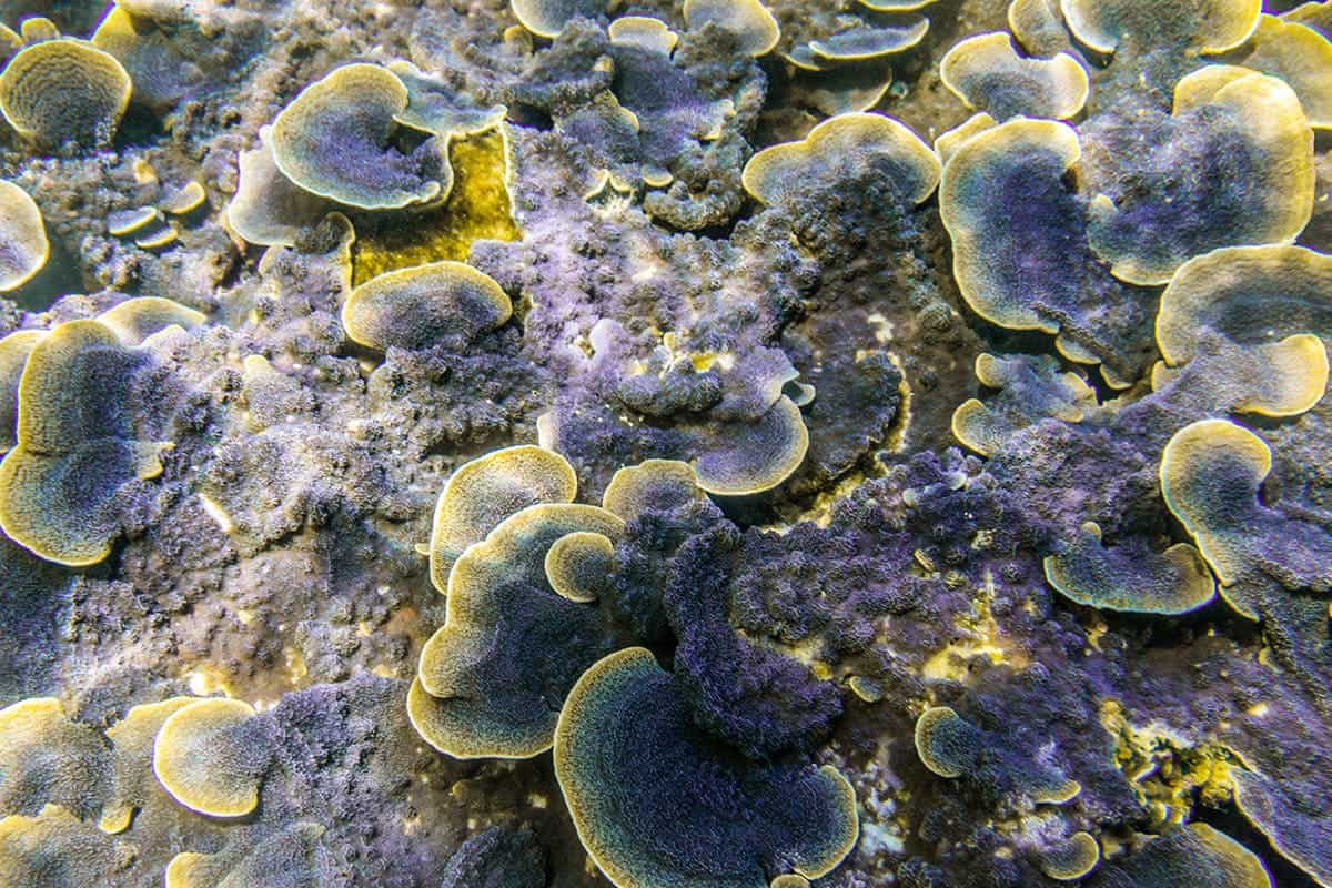 purple coral while snorkeling in koh tao