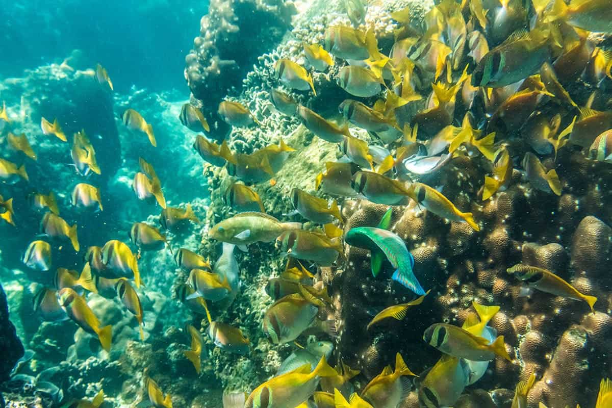 fish during our koh tao snorkeling tour