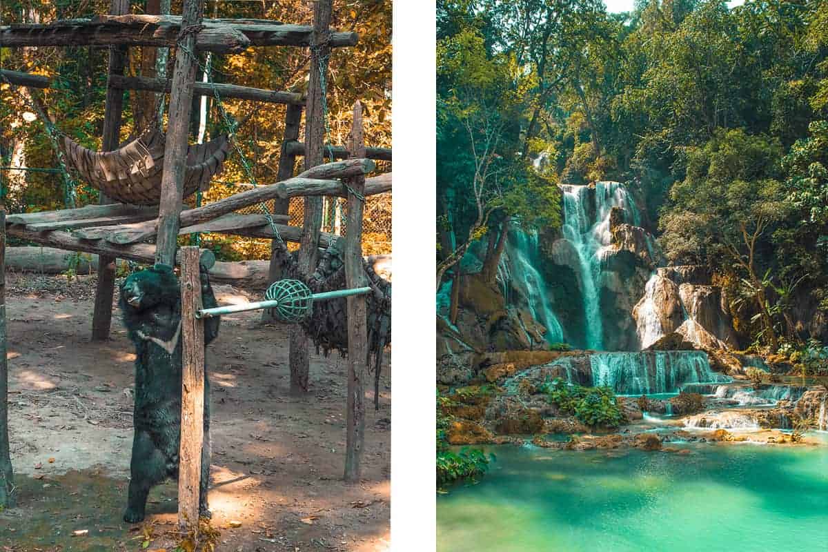 tat kuang si bear rescue center in luang prabang