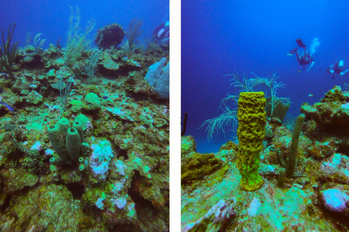 some of the impressive sponges and barrel corals on the reef in roatan