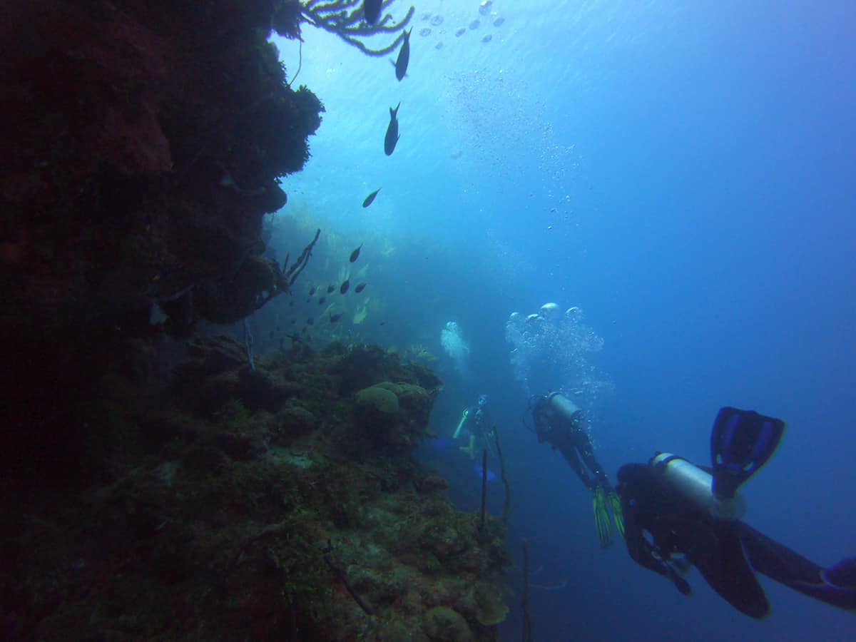 a stream of fish following divers alongside the reef wall in roatan