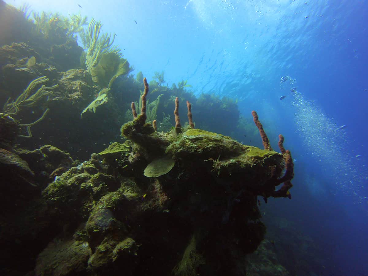 the deep colors looking back up at the surface from a drift dive along a reef wall in roatan
