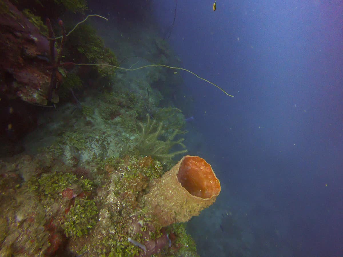 an incredible barrel sponge sticking out of the side of the reef, these are a highlight when you learn to dive in roatan