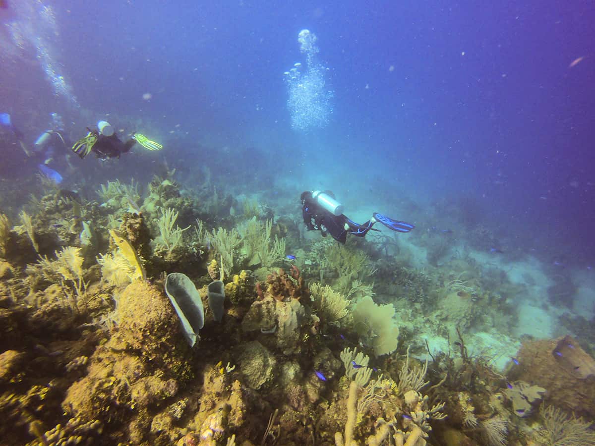 diving alongside the top of a reef at blue cave dive site