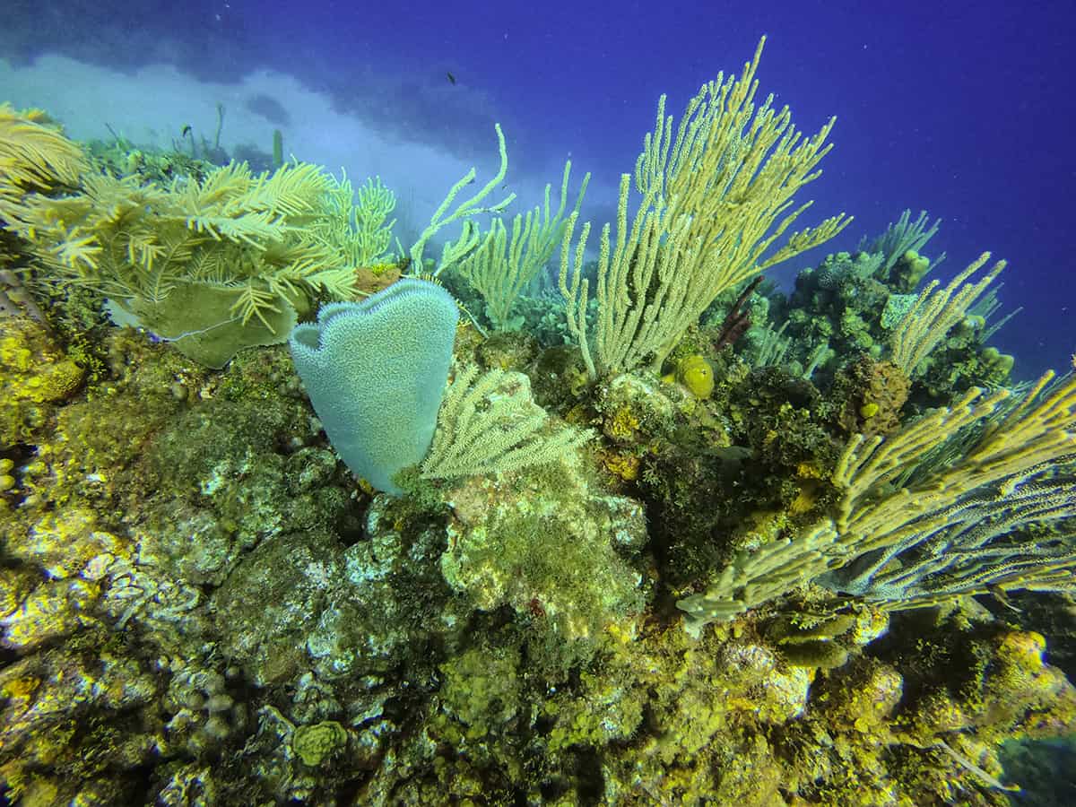 some more unique corals of various shows and colors, a highlight when you learn to dive in roatan