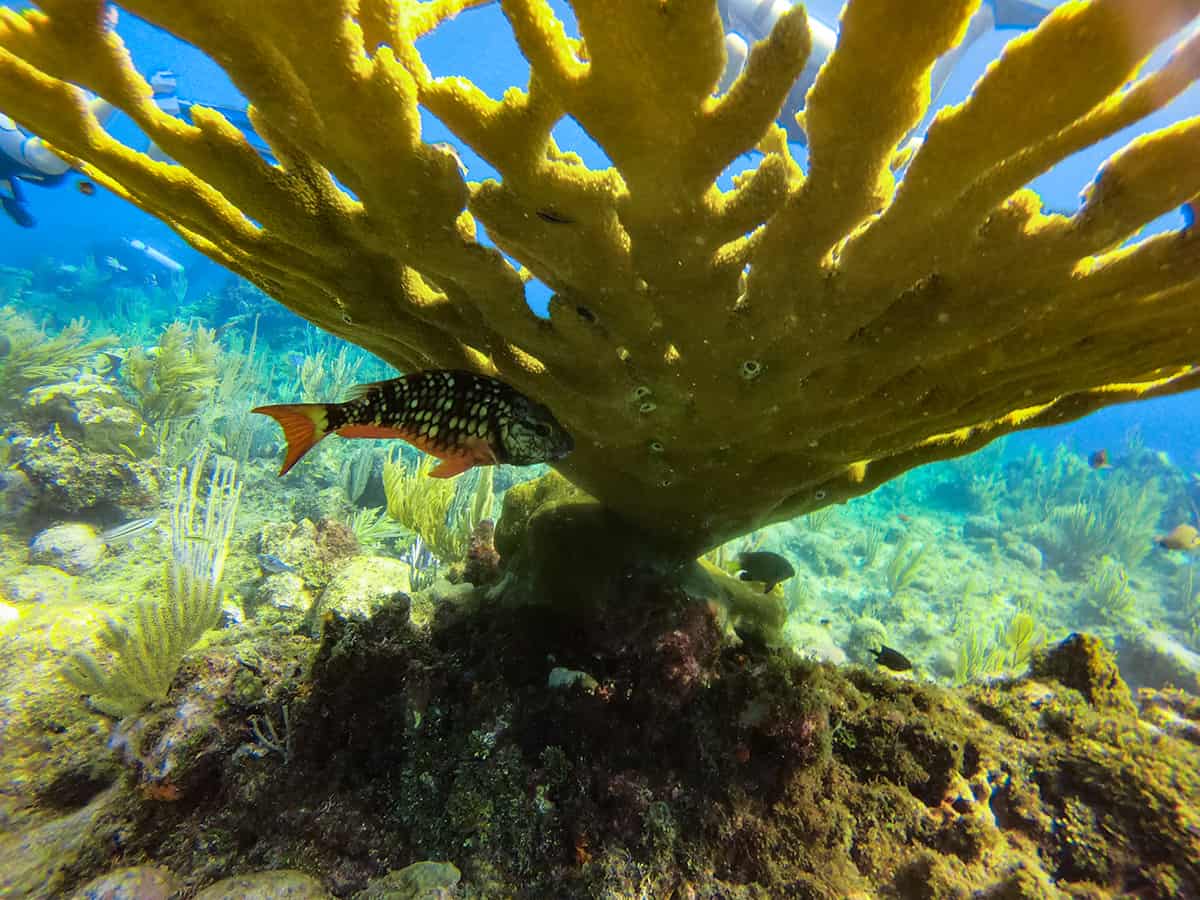 a fish hiding underneath a large piece of coral on the reef in roatan