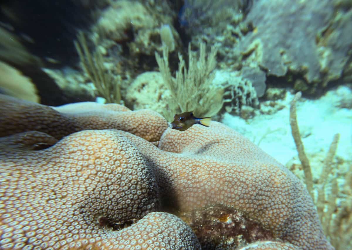 these small fish were absolutely everywhere around the dive sites in roatan