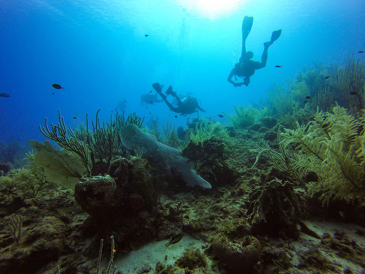 diving over the incredible reef around roatan no doubt that learning to dive in roatan will be a highlight of your trip