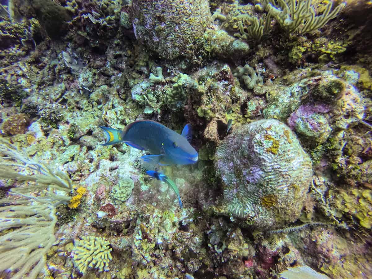 a cheeky little parrot fish coming to say hello while diving in roatan