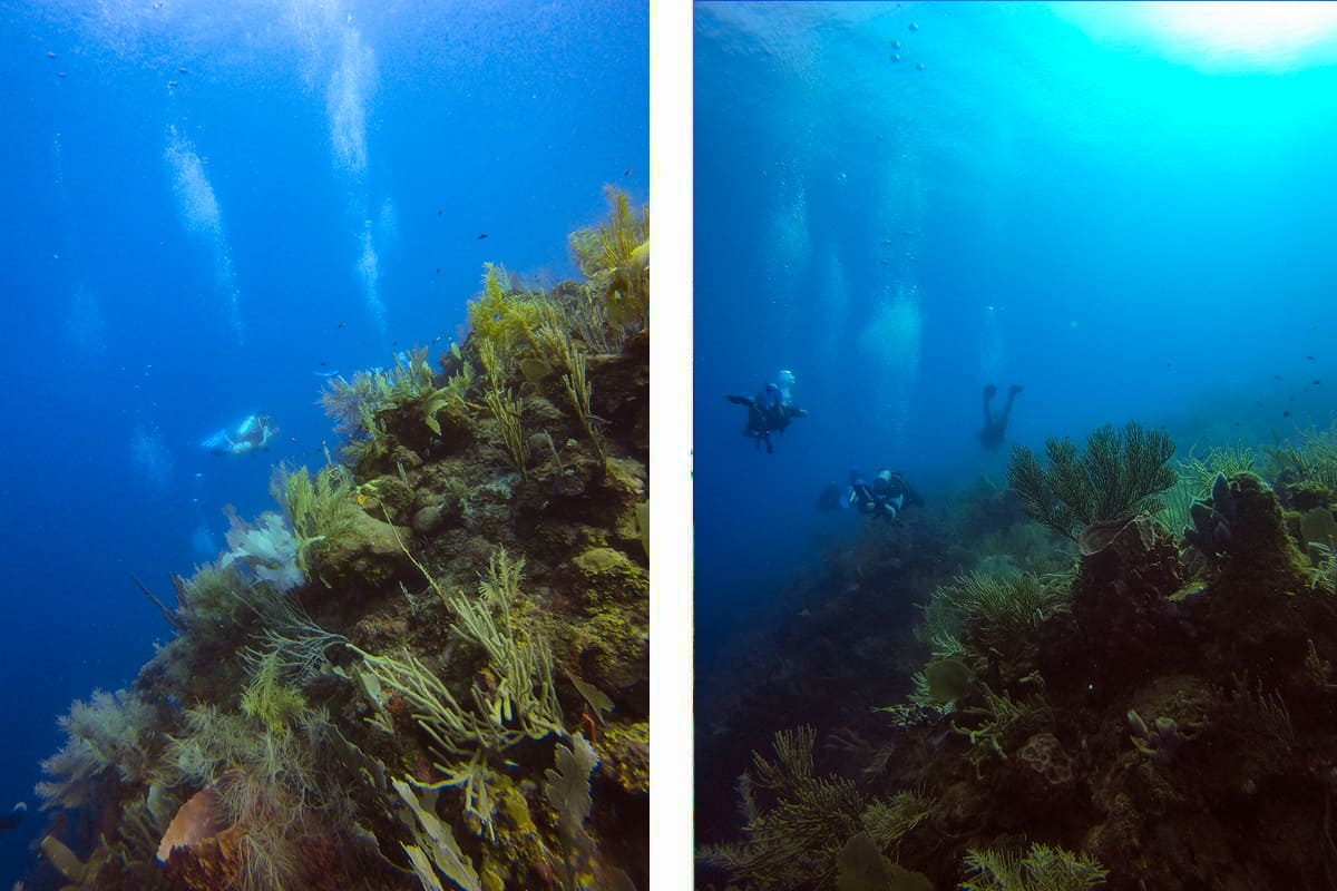 diving alongside the wall at flowers bay wall in roatan