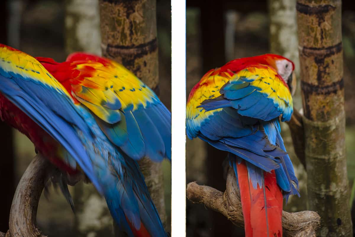 the impressive red yellow and blue plumage on the beautiful scarlet macaws at macaw mountain