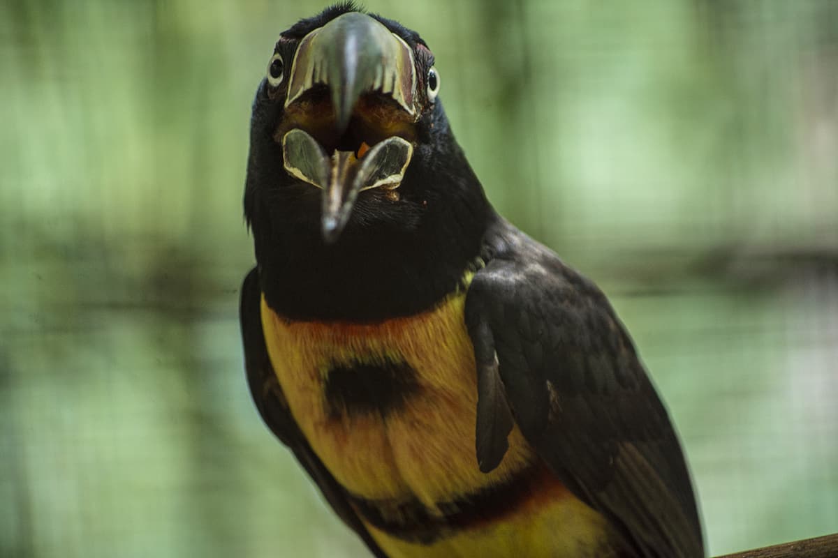 the collared aracari was my favorite, i mean look at that cheeky face
