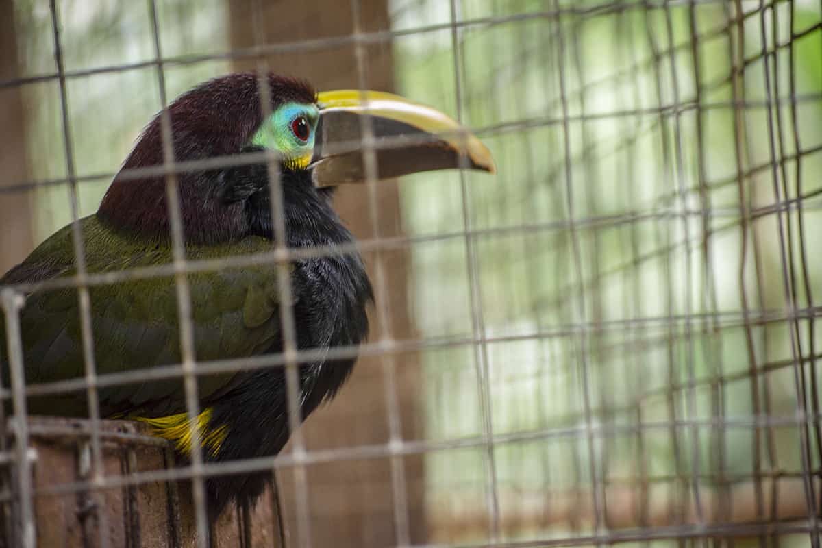 the brightly colored face of the yellow eared toucanet