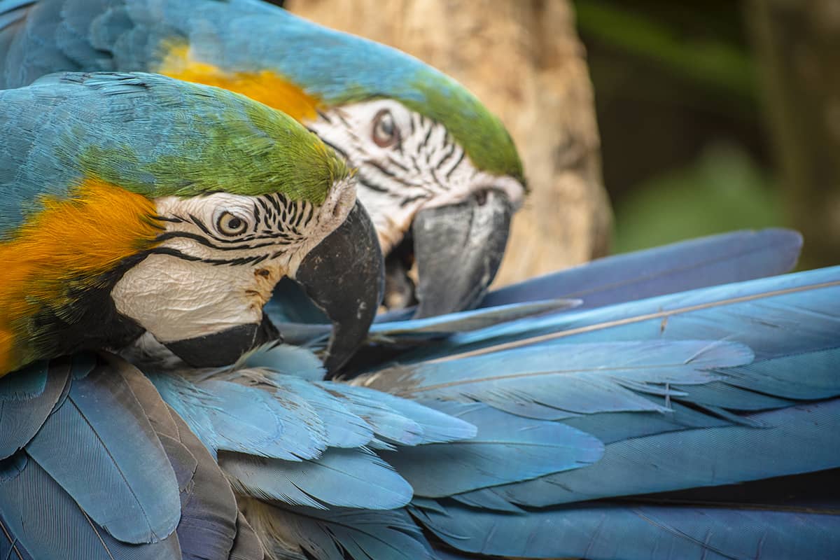 two blue and yellow macaws preening their tail feathers at macaw mountain