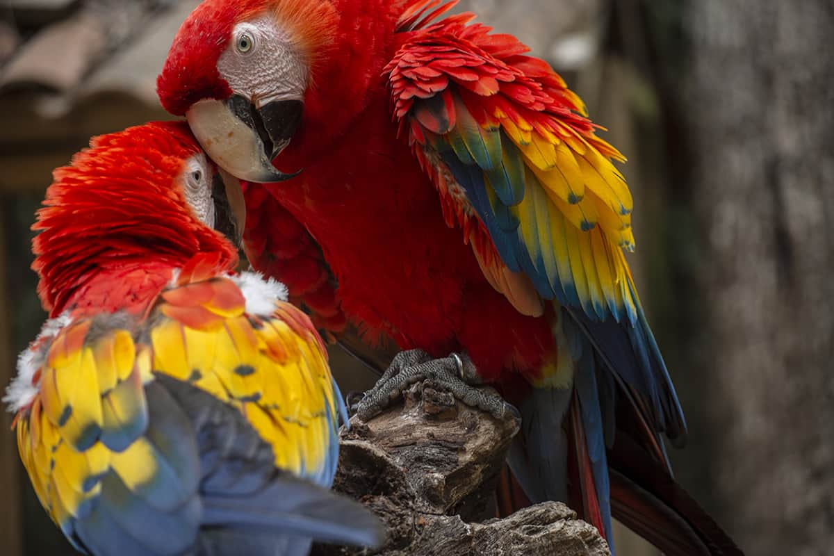 two scarlet macaws touching heads at macaw mountain