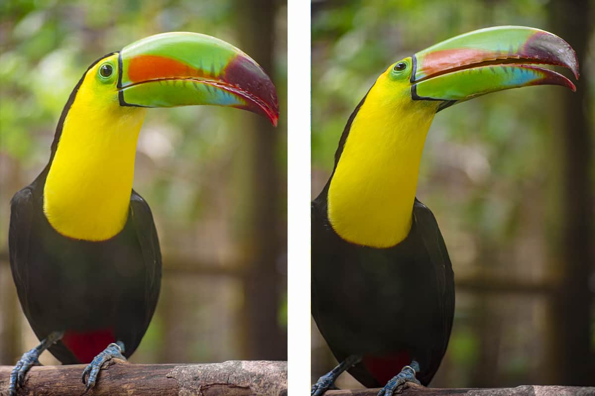 the bright beak of the keel billed toucan