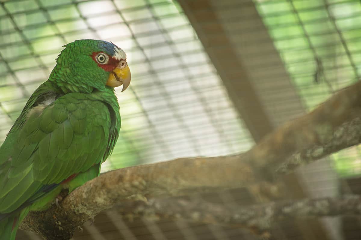 a sweet little white fronted amazon parrot at macaw mountain