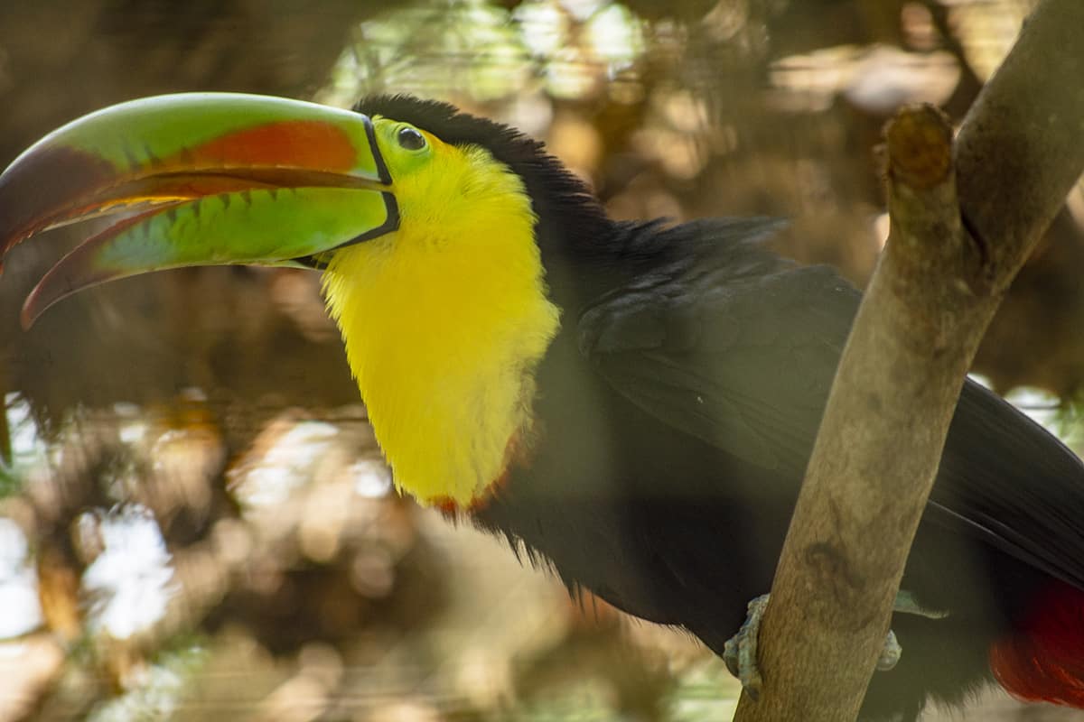 a keel billed toucan shaking its feathers at macaw mountain