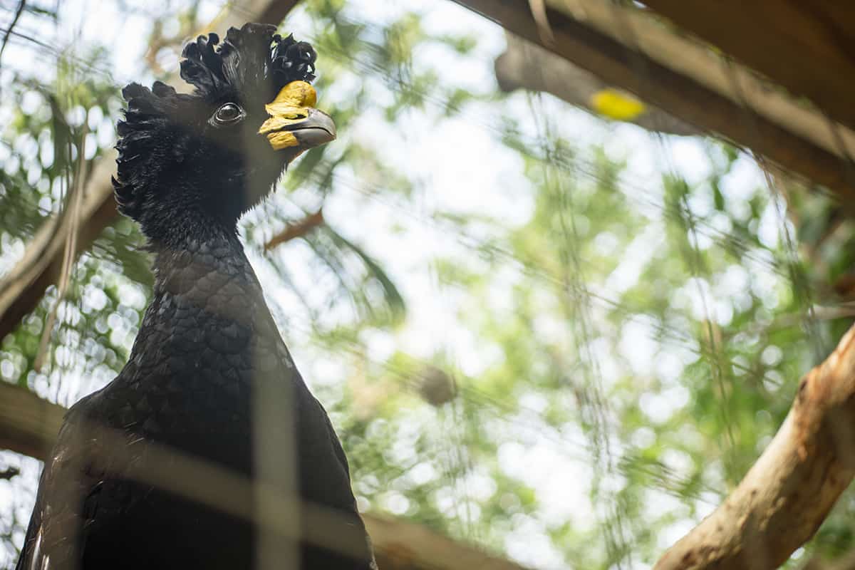 looking up at the great curassow which is rocking an awesome hair style