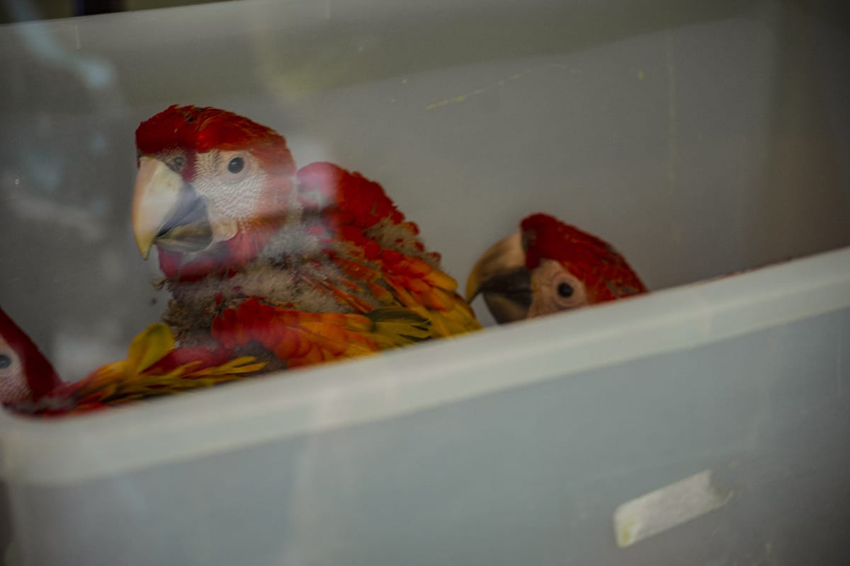 sweet baby macaws that have been breed and raised at macaw mountain, where one day they will be released