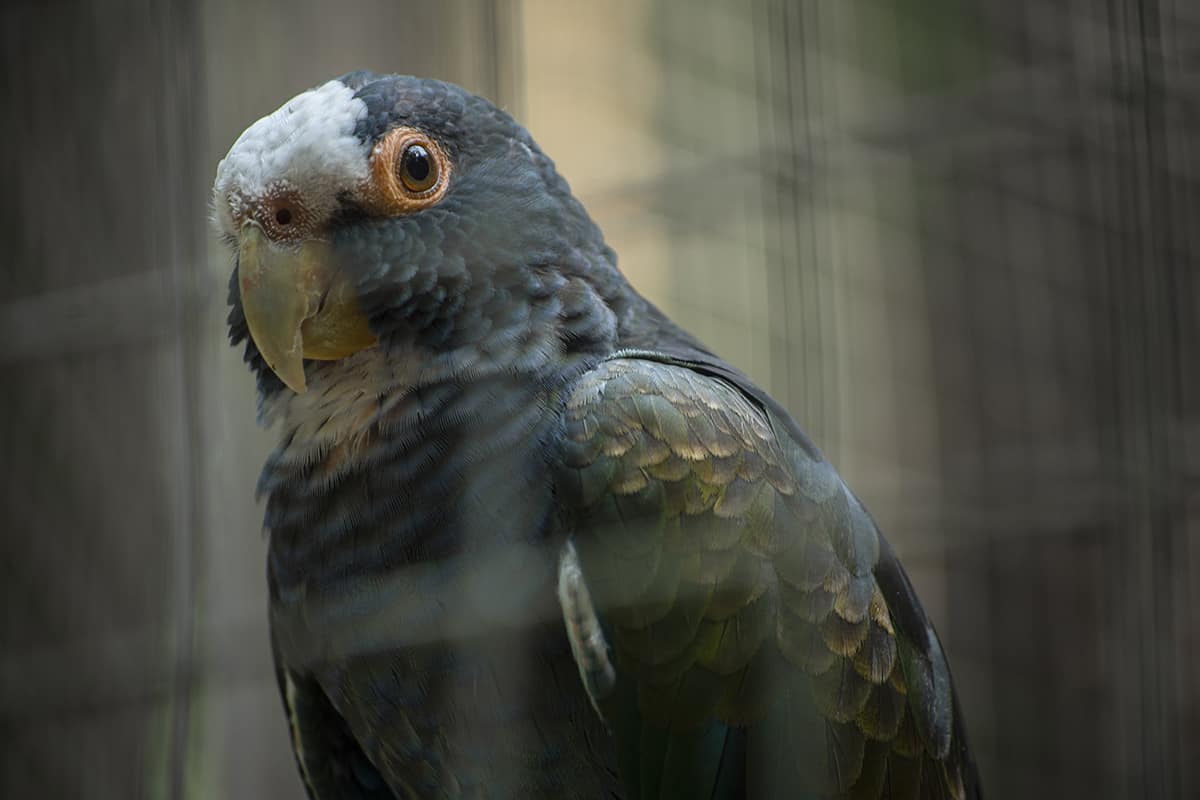 the regal looking white crowned parrot, the colors on this baby remind me of the birds back home in new zealand