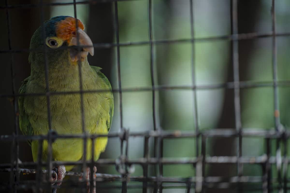 the cute and small orange fronted parakeet at macaw mountain