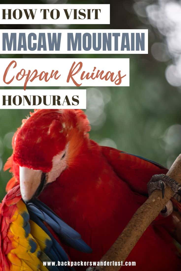 Visiting Macaw Mountain is a must if you are in Copan Ruinas. Here you will be able to see all the different types of birds, the rehabilitation efforts, learn about them, and more! I will let you know how you can visit Macaw Mountain, entry fees, opening hours, whether it is ethical, and more!