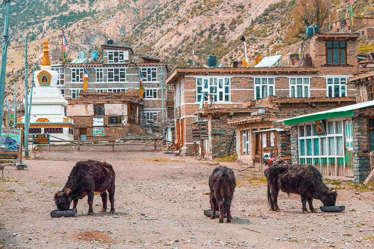 Day 8: Manang Rest Day On The Annapurna Circuit 6 yaks in manang rest day on the annapurna circuit in nepal