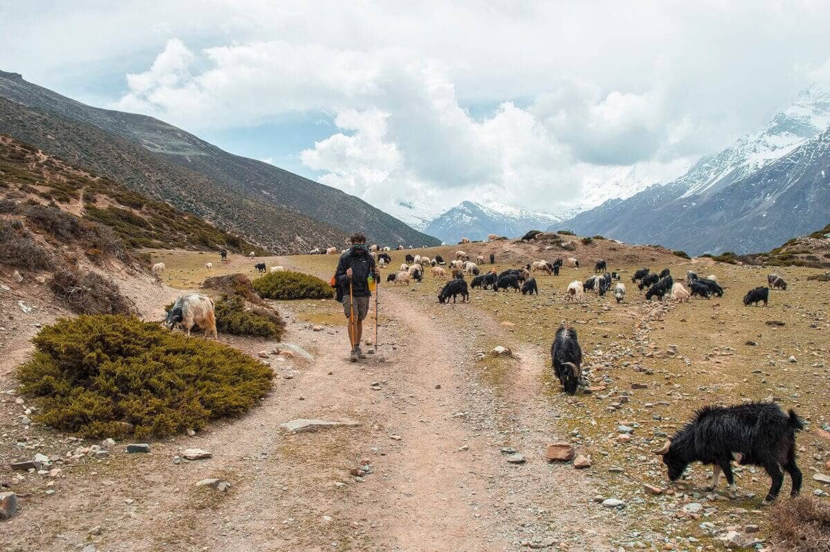goats on trail manang to yak kharka on the annapurna circuit