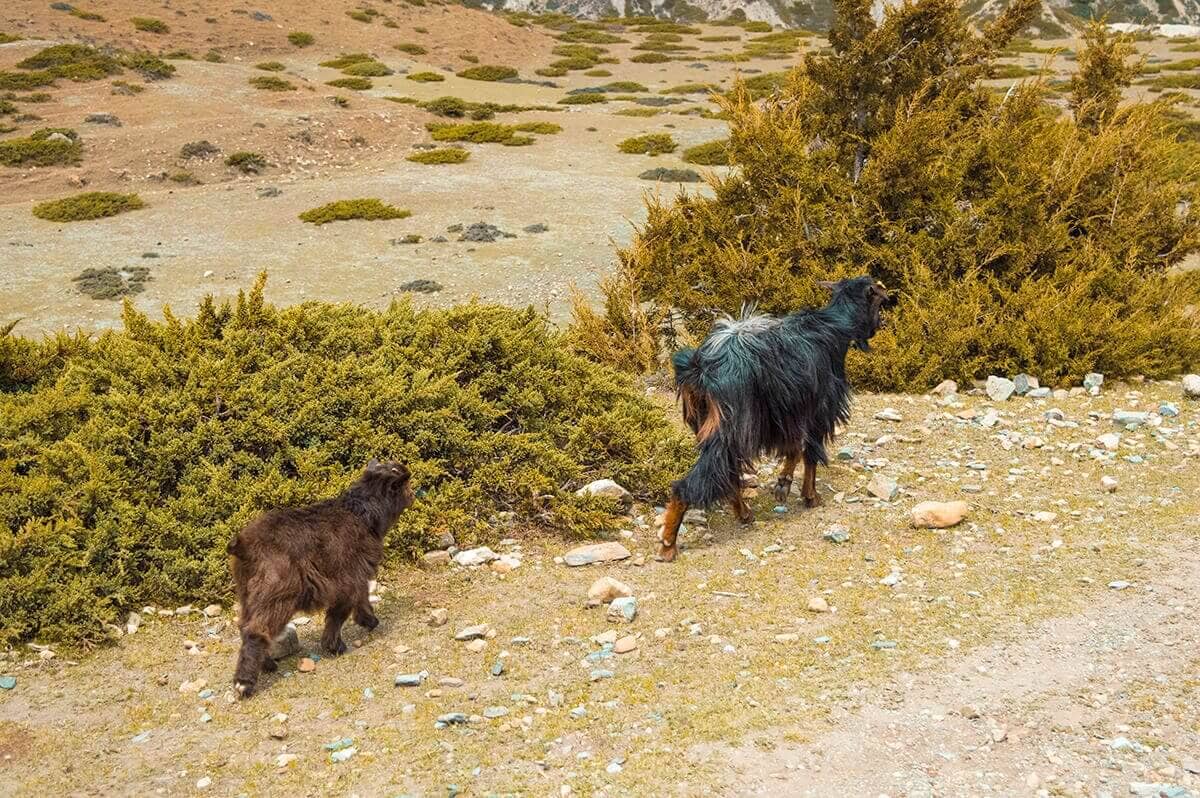 goat family manang to yak kharka on the annapurna circuit