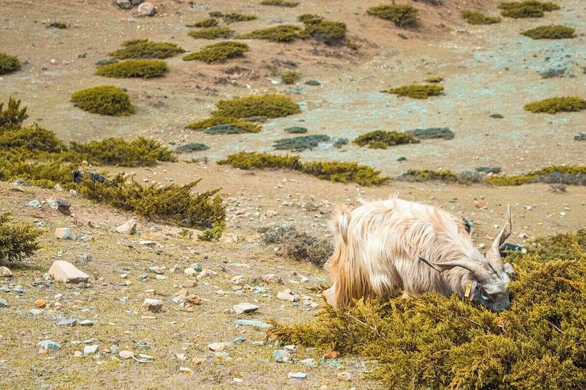 goat with big horns manang to yak kharka on the annapurna circuit