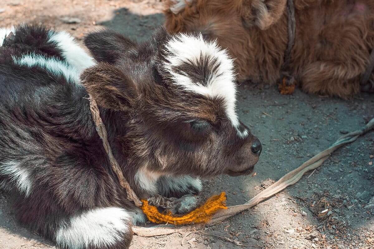 spotty calf muktinath to jomsom on the annapurna circuit